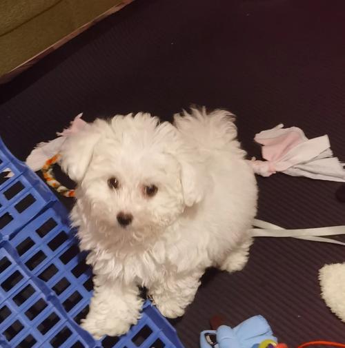 如何帮助泰迪缓解呕吐和咳嗽？正确饮食与护理全攻略(图1)