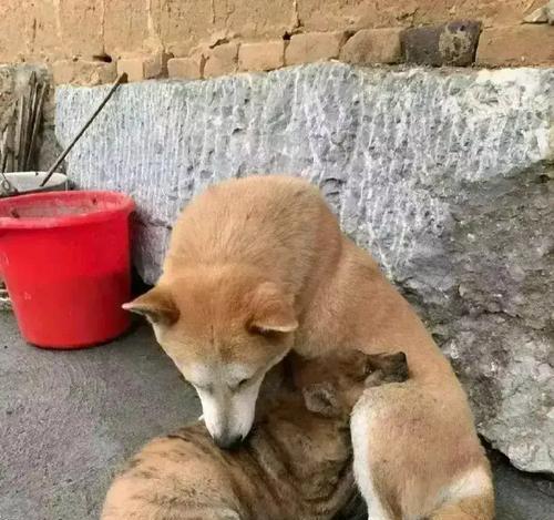 宝宝狗狗断奶前饮食全攻略：科学安排助健康成长｜实用指南(图3)