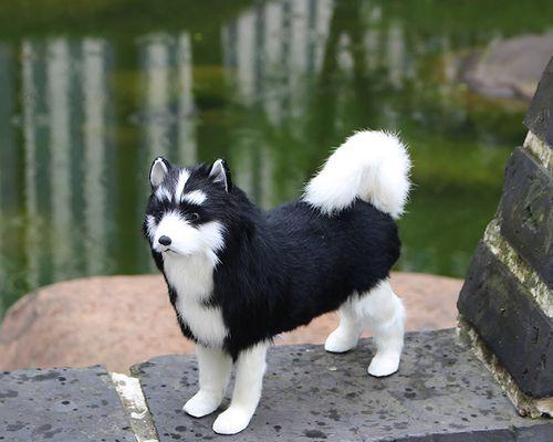 萨摩会长黑毛的原因揭秘：遗传、环境与品种标准全解析