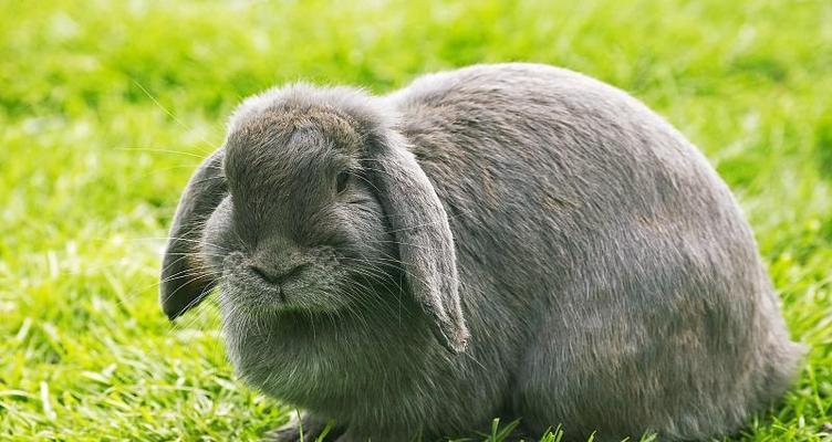 垂耳兔多大算成年？揭秘成长过程与饲养要点｜全攻略(图3)