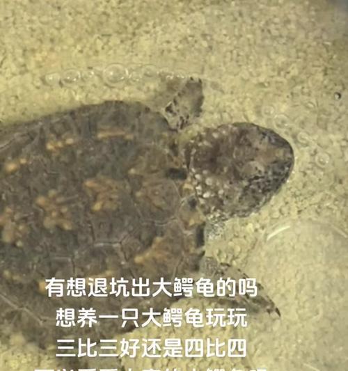 养大鳄龟的注意事项｜打造安全舒适家园全攻略(图1)