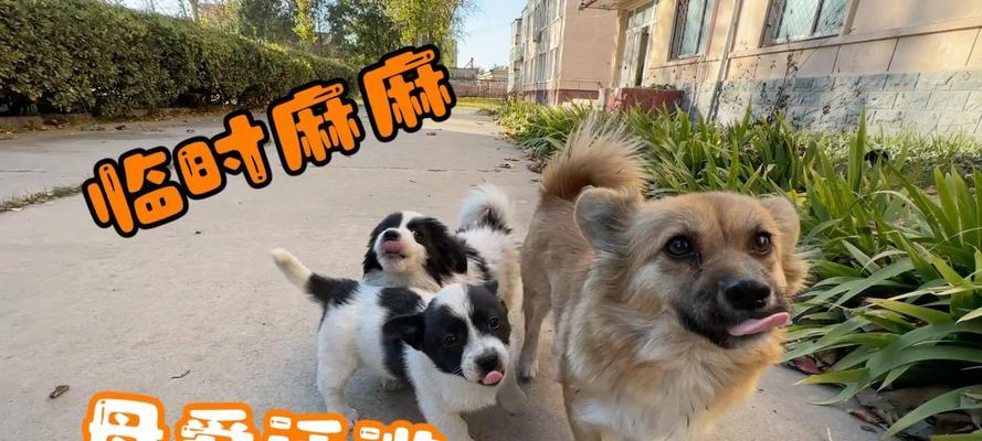 宝宝狗狗断奶前饮食全攻略：科学安排助健康