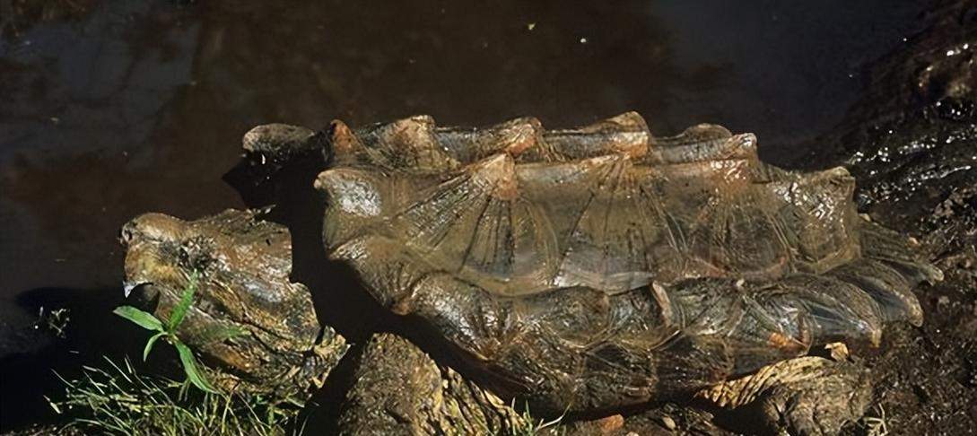 养大鳄龟的注意事项｜打造安全舒适家园全攻略(图3)