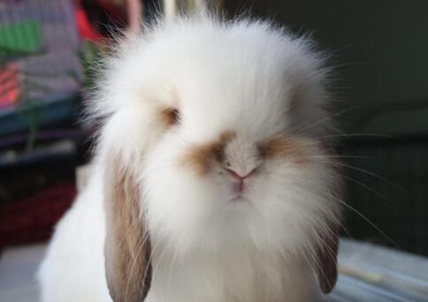 垂耳兔多大算成年？揭秘成长过程与饲养要点｜全攻略