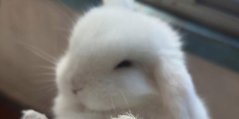 垂耳兔多大算成年？揭秘成长过程与饲养要点｜全攻略(图2)