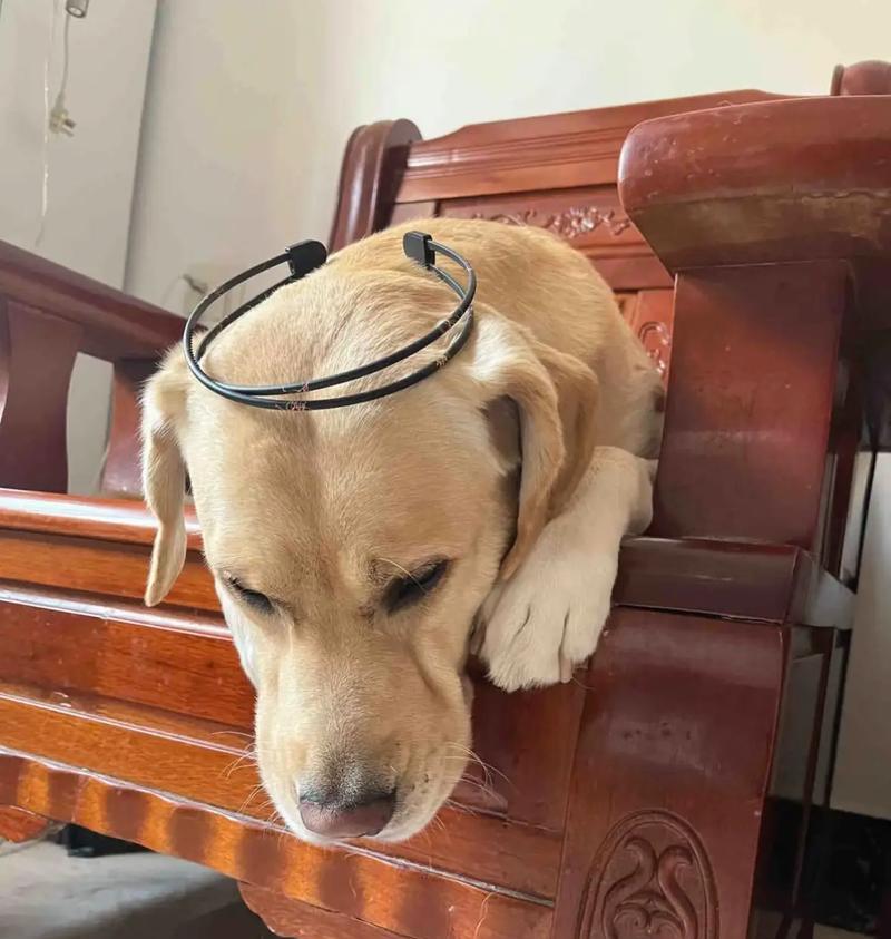 拉布拉多犬饲养指南：15个关键注意事项与