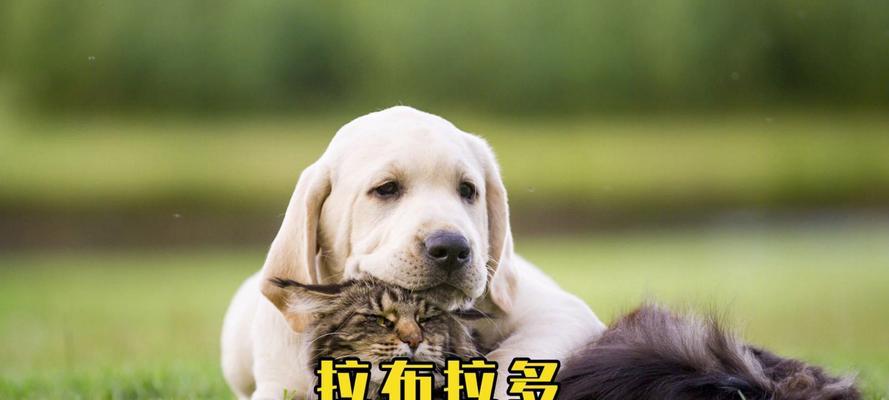 拉布拉多犬饲养指南：15个关键注意事项与实用技巧(图2)
