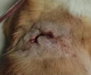 犬咬伤病例报告：心脏病犬保守治疗与海泊舒应用分析(图9)