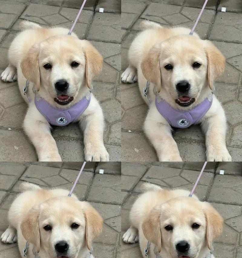 拉布拉多犬饲养指南：15个关键注意事项与实用技巧(图3)