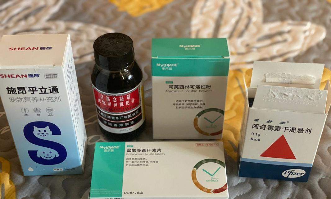 如何帮助泰迪缓解呕吐和咳嗽？正确饮食与护理全攻略(图2)