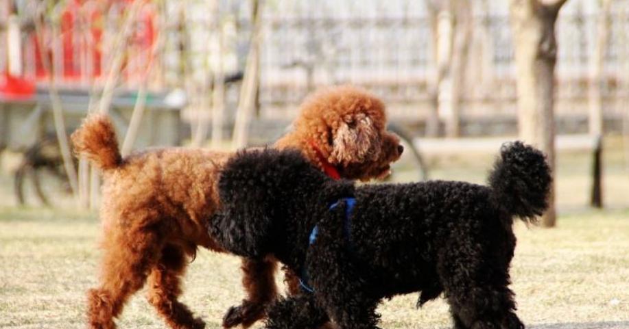 泰迪肠子堵了症状及处理方法：识别风险及时就医全攻略(图3)