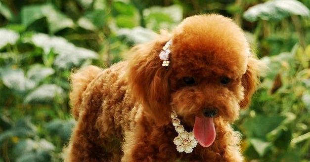 泰迪肠子堵了症状及处理方法：识别风险及时