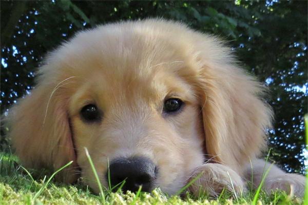 被狗咬伤一定要打针吗? 被狗咬伤一定要打针吗?7日观察法与正确处理全攻略(图2)