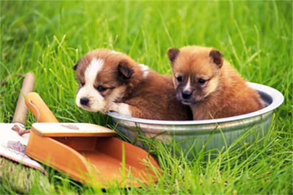 狗狗怀孕需要孕检吗？全面解析孕检重要性及流程｜实用指南(图2)