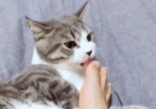 猫咪为什么喜欢舔衣服？原因分析与应对方法全攻略(图2)