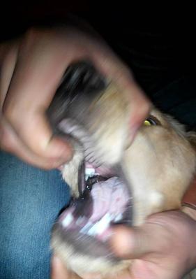 金毛幼犬伸舌头急喘气的原因与应对｜实用指南(图3)