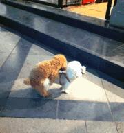 公泰迪狗抱着我腿的含义：背后的情感需求与行为解读(图2)