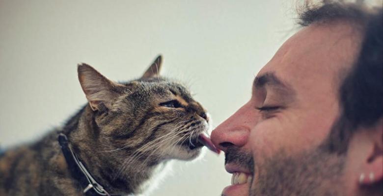 猫咪为什么喜欢舔衣服？原因分析与应对方法全攻略(图3)