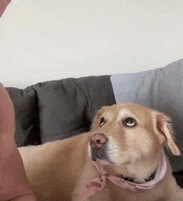 金毛幼犬伸舌头急喘气的原因与应对｜实用指南(图2)