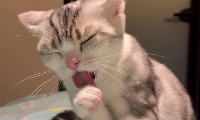 猫咪为什么喜欢舔衣服？原因分析与应对方法全攻略(图1)