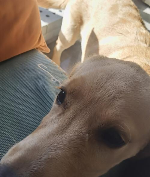 金毛幼犬伸舌头急喘气的原因与应对｜实用指南