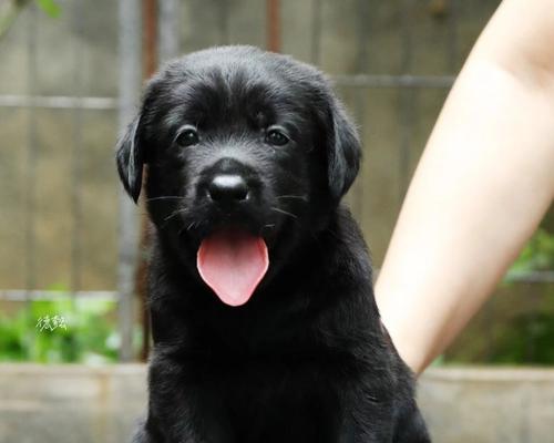 拉布拉多一个月小狗饮食指南：营养均衡与喂养全攻略(图2)