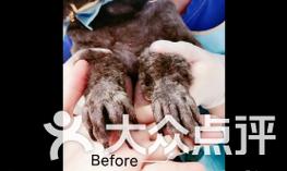 狗狗断甲时机与方法解析｜实用操作全攻略(图1)