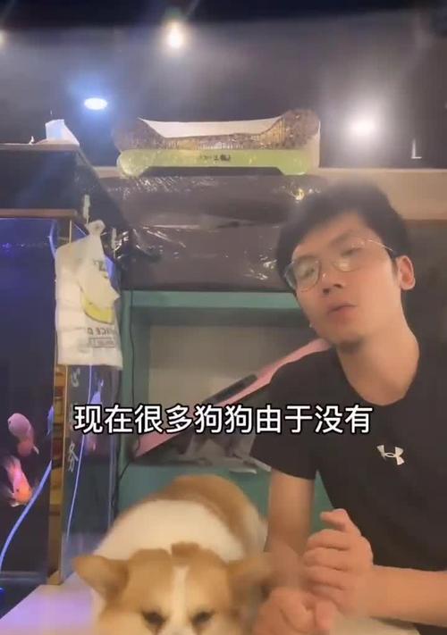 狗狗断甲时机与方法解析｜实用操作全攻略(图2)