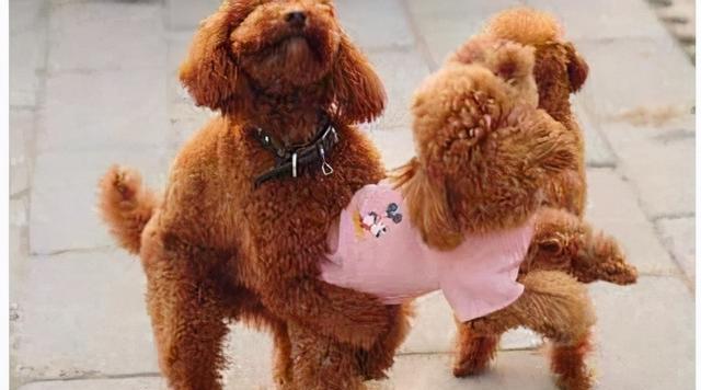 公泰迪狗抱着我腿的含义：背后的情感需求与行为解读(图1)