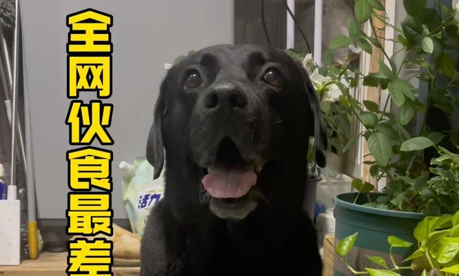 拉布拉多一个月小狗饮食指南：营养均衡与喂养全攻略