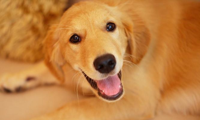 我家狗狗的斑斓之美：身披斑点的可爱伙伴全攻略(图3)