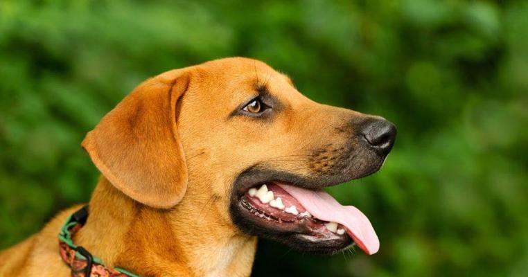 我家狗狗的斑斓之美：身披斑点的可爱伙伴全攻略(图2)