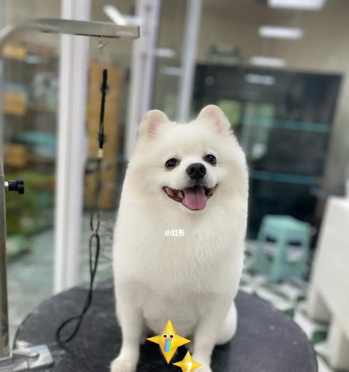 博美剪什么发型好看?15种时尚造型全攻略|展现可爱魅力(图2) 博美剪什么发型好看?15种时尚造型全攻略|展现可爱魅力(图2)