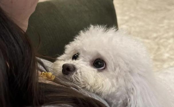 我家狗狗的斑斓之美：身披斑点的可爱伙伴全攻略(图1)