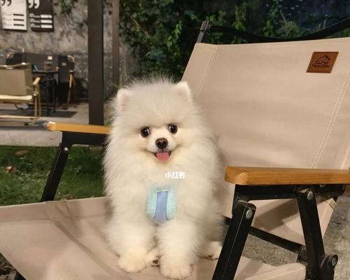 博美剪什么发型好看?15种时尚造型全攻略|展现可爱魅力(图3) 博美剪什么发型好看?15种时尚造型全攻略|展现可爱魅力(图3)