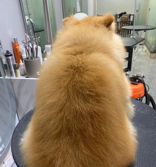 博美剪什么发型好看?15种时尚造型全攻略|展现可爱魅力(图1) 博美剪什么发型好看?15种时尚造型全攻略|展现可爱魅力(图1)