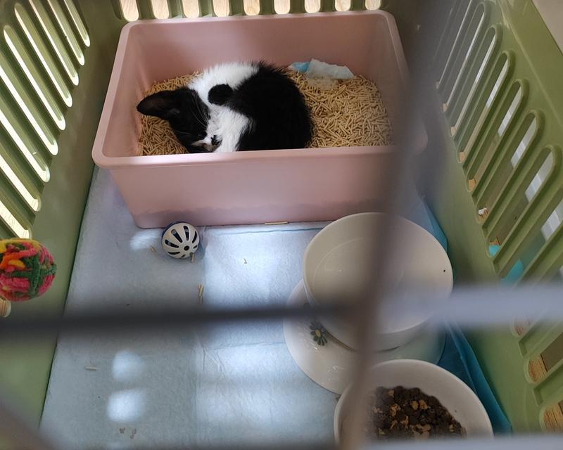 小猫脚上疾病全解析:常见症状与正确护理实用指南(图2) 小猫脚上疾病全解析:常见症状与正确护理实用指南(图2)