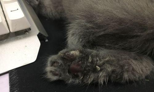 小猫脚上疾病全解析:常见症状与正确护理实用指南(图3) 小猫脚上疾病全解析:常见症状与正确护理实用指南(图3)