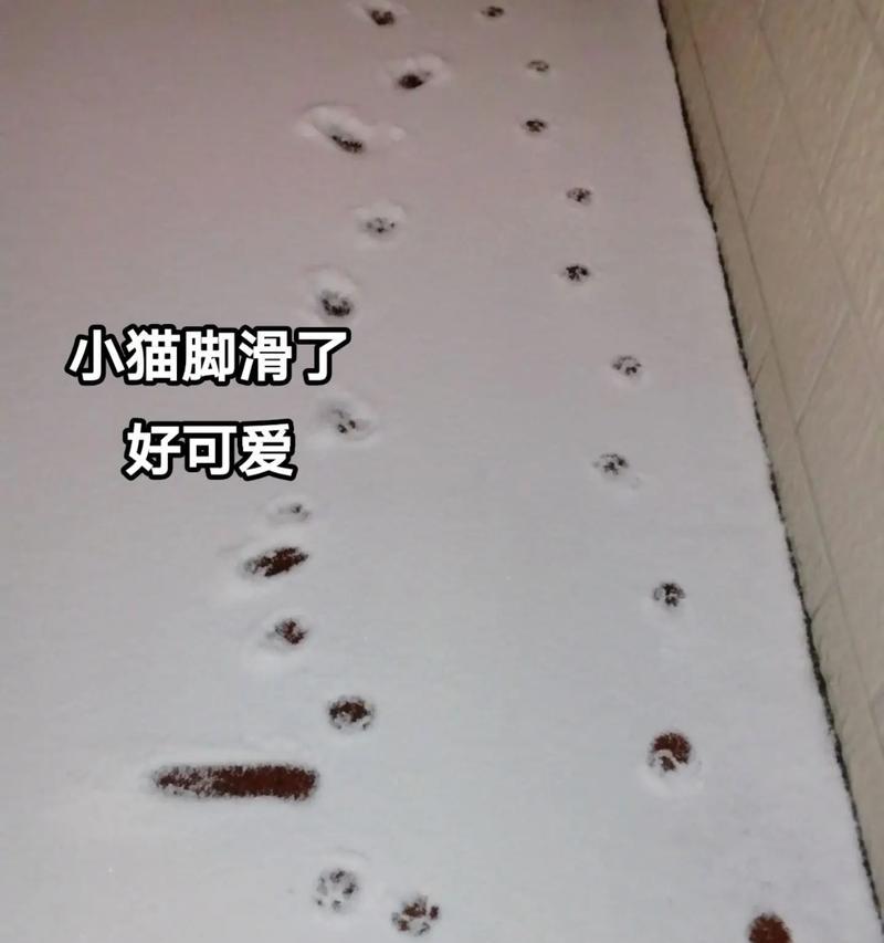 小猫脚上疾病全解析：常见症状与正确护理实用指南