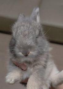 兔子的多彩世界：探寻15种毛色背后的含义与特点｜颜色全解析