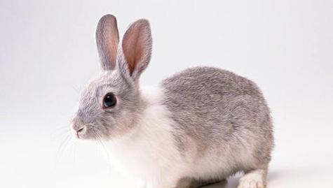 兔子的多彩世界:探寻15种毛色背后的含义与特点|颜色全解析(图3) 兔子的多彩世界:探寻15种毛色背后的含义与特点|颜色全解析(图3)