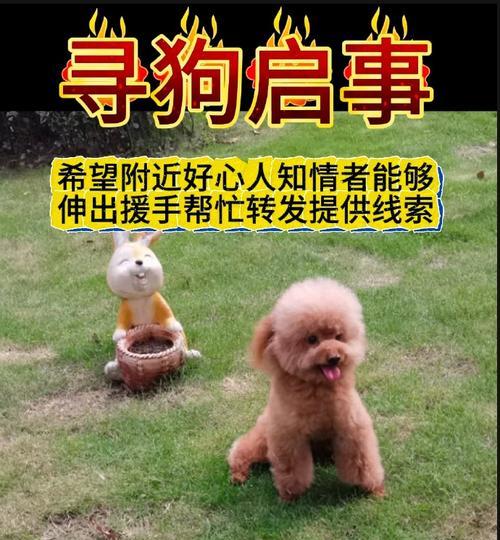 公泰迪狗抱着我腿的含义：背后的情感需求与行为解读(图3)