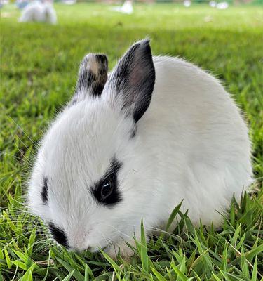 兔子的多彩世界:探寻15种毛色背后的含义与特点|颜色全解析(图2) 兔子的多彩世界:探寻15种毛色背后的含义与特点|颜色全解析(图2)