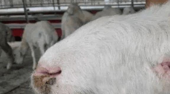 斗牛犬咳嗽药物治疗全攻略：效果与注意事项详解(图3)