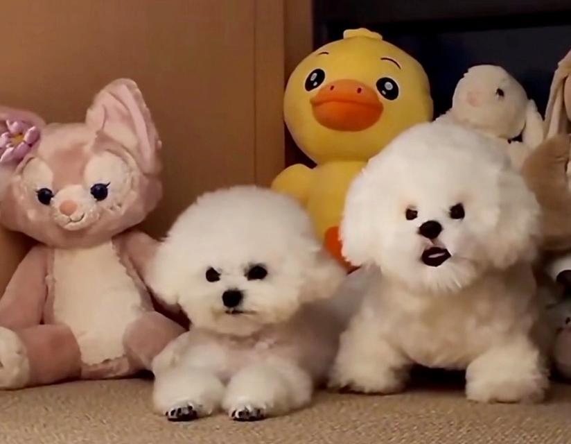 狗为什么半夜跑出去？探究原因及解决方法全攻略(图1)