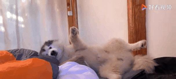 狗为什么半夜跑出去？探究原因及解决方法全攻略(图2)