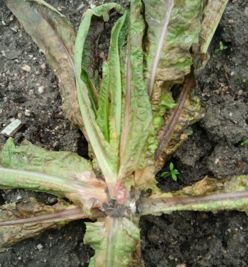 斗牛犬咳嗽药物治疗全攻略：效果与注意事项详解(图2)