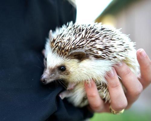 刺猬禁食清单：避开这些食物避免误食伤害｜饮食全攻略