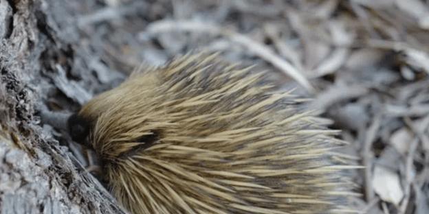 刺猬禁食清单：避开这些食物避免误食伤害｜饮食全攻略(图3)