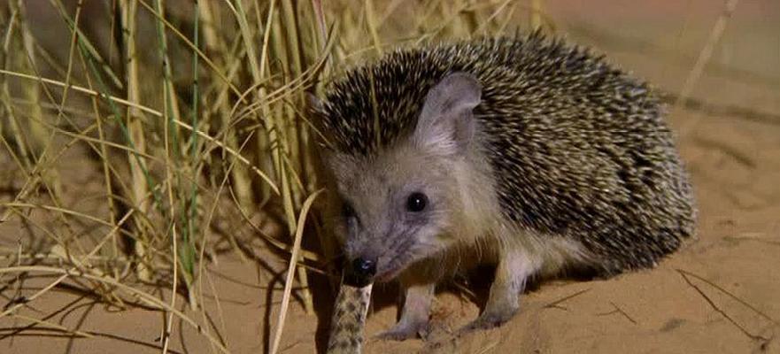 刺猬禁食清单：避开这些食物避免误食伤害｜饮食全攻略(图2)